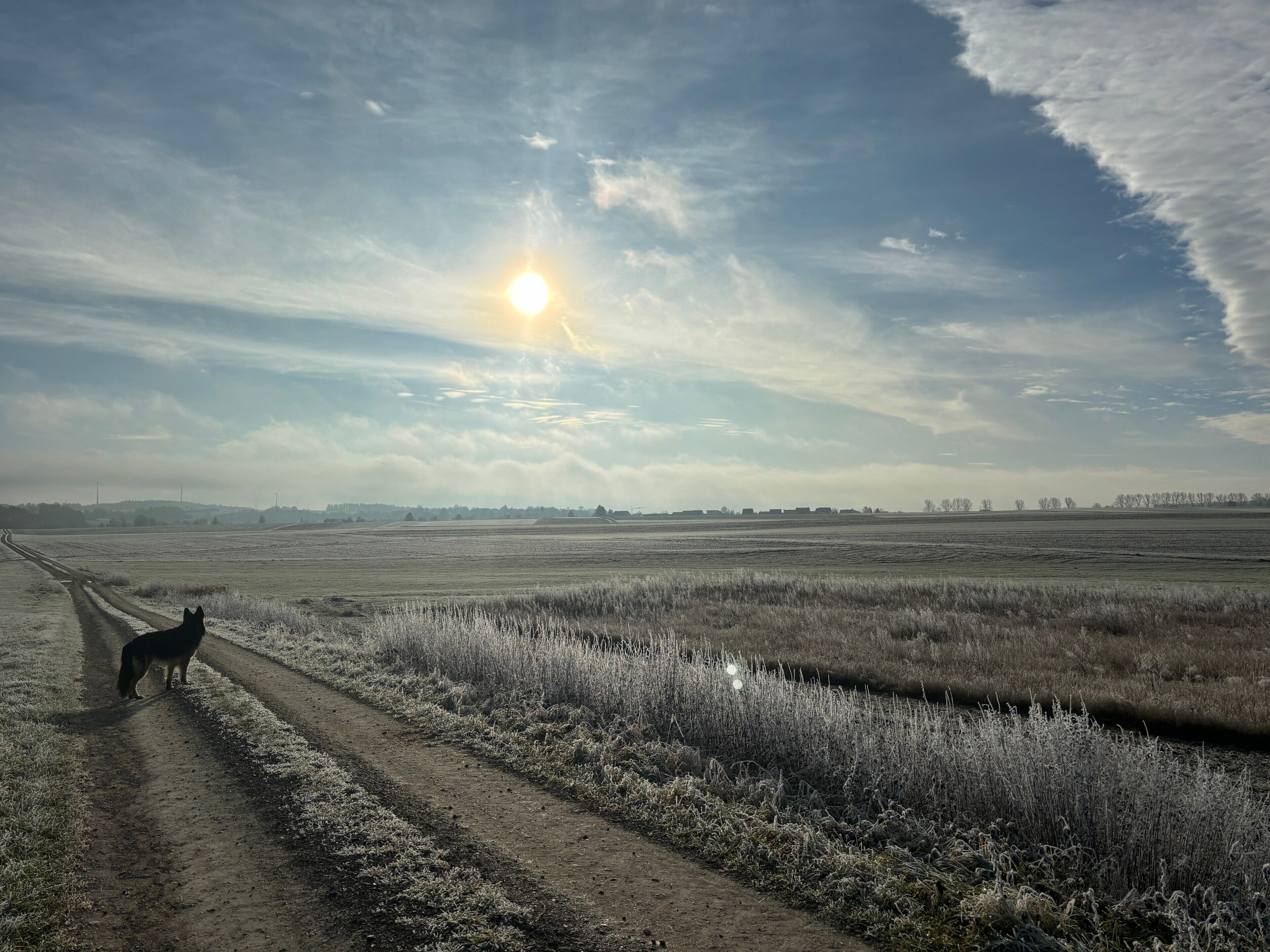 Paisaje rural con un camino de tierra, campos y un perro.
