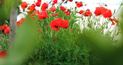 Skopelos Summer Homes