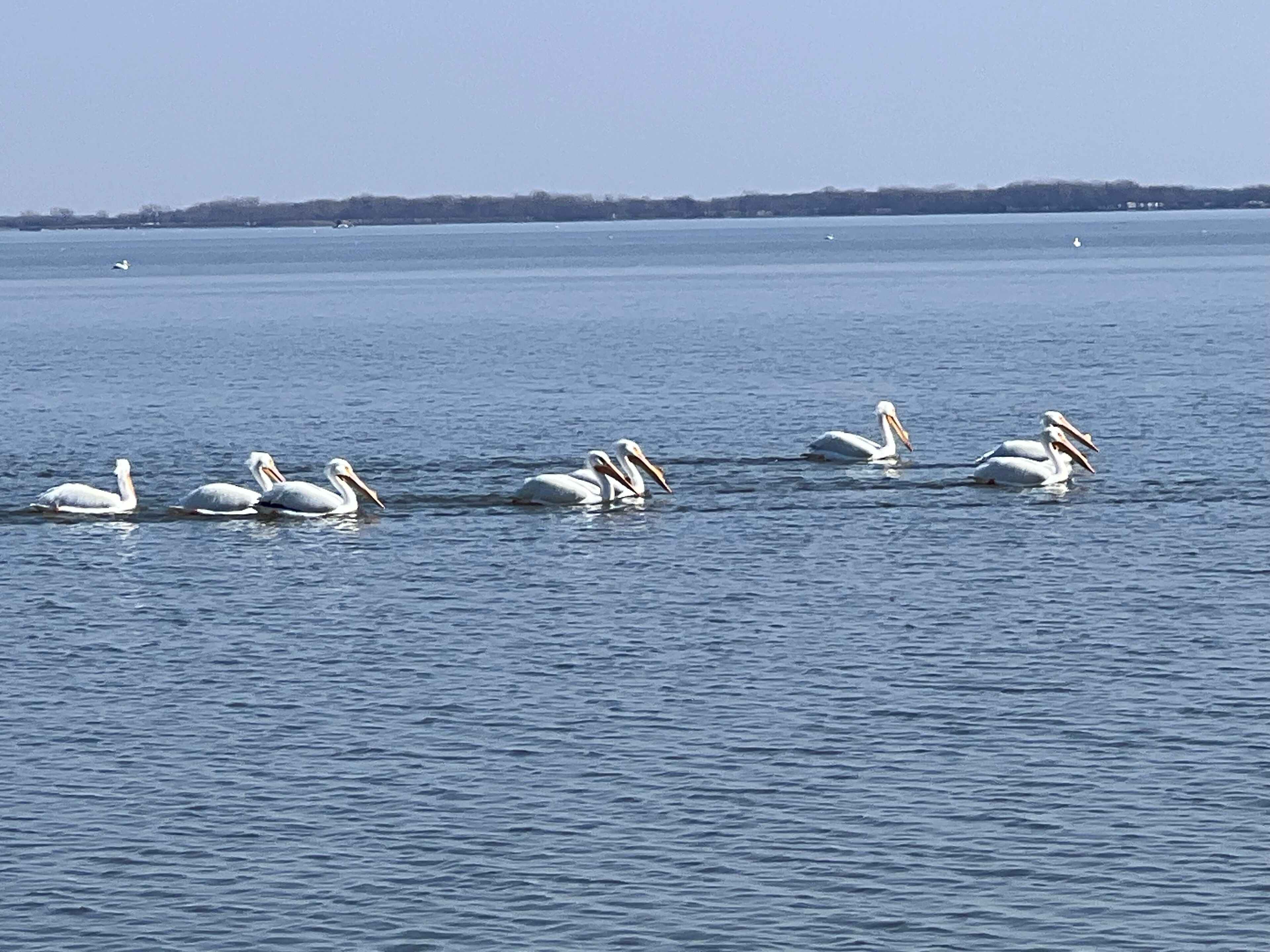 A group of pelicans swimming in a large body of water.