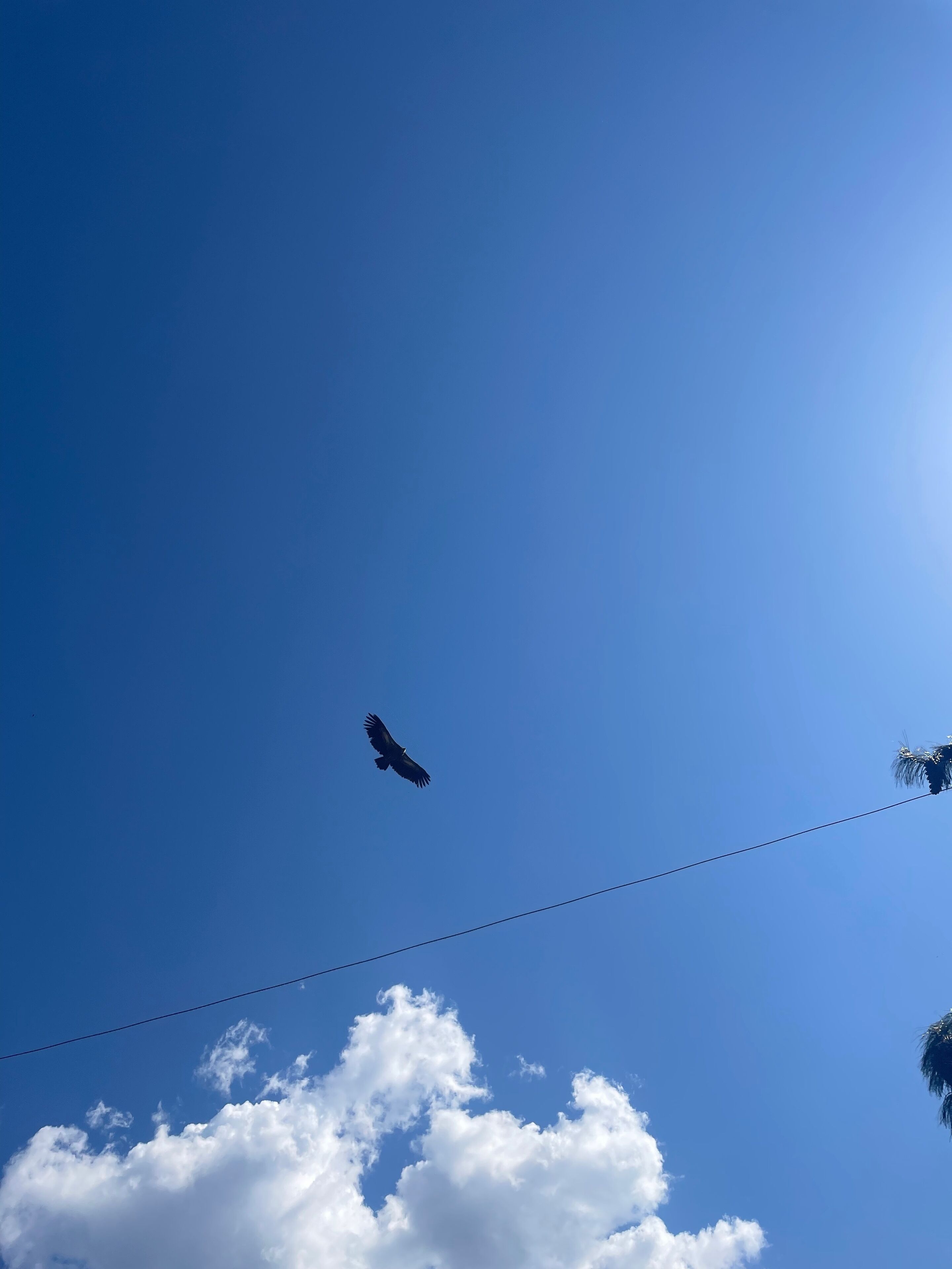 En fugl flyver på himlen, klar og blå, med et elledningskabelføring og skyer nedenfor.