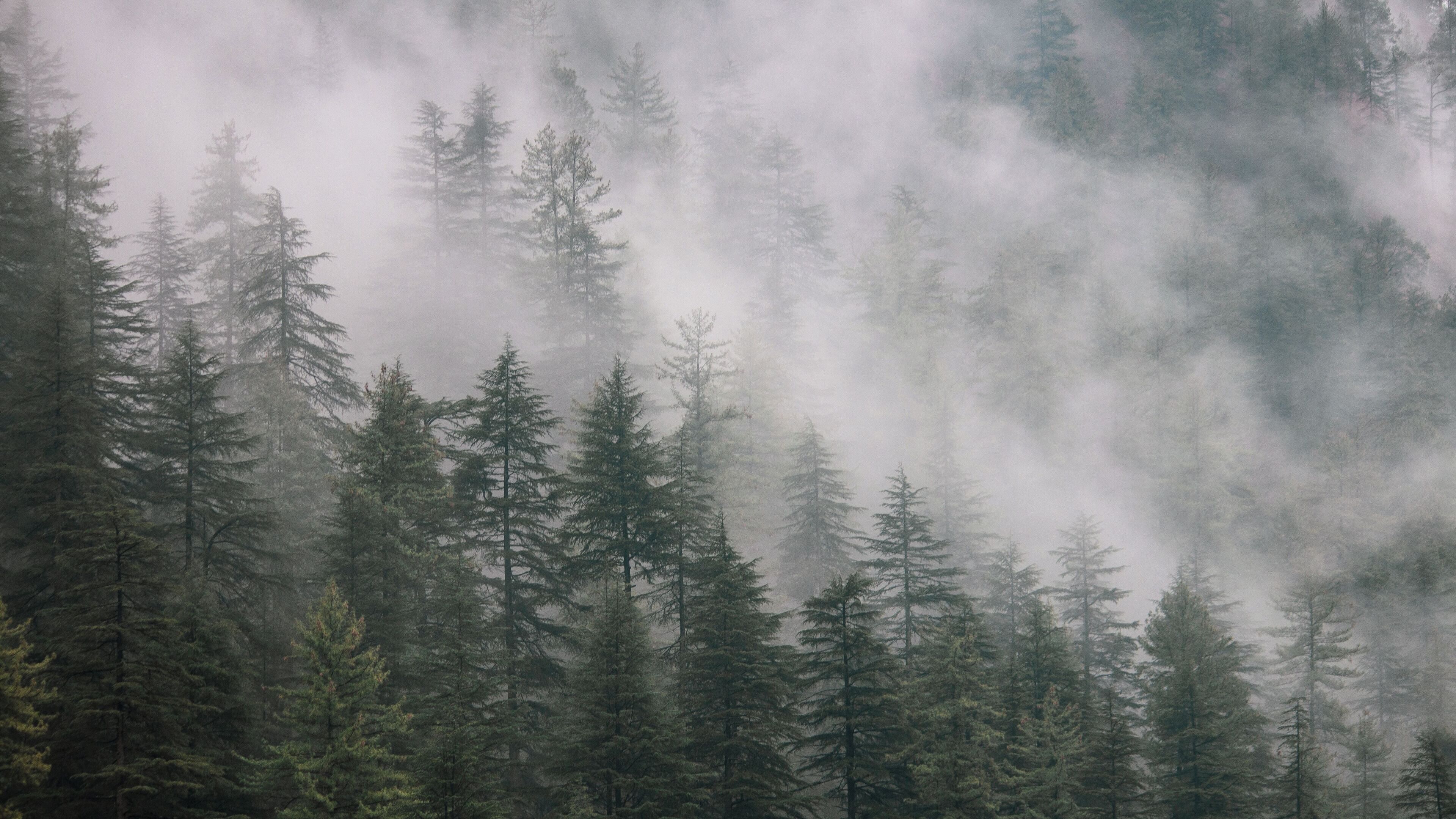 A dense forest with tall evergreen trees and a misty atmosphere.