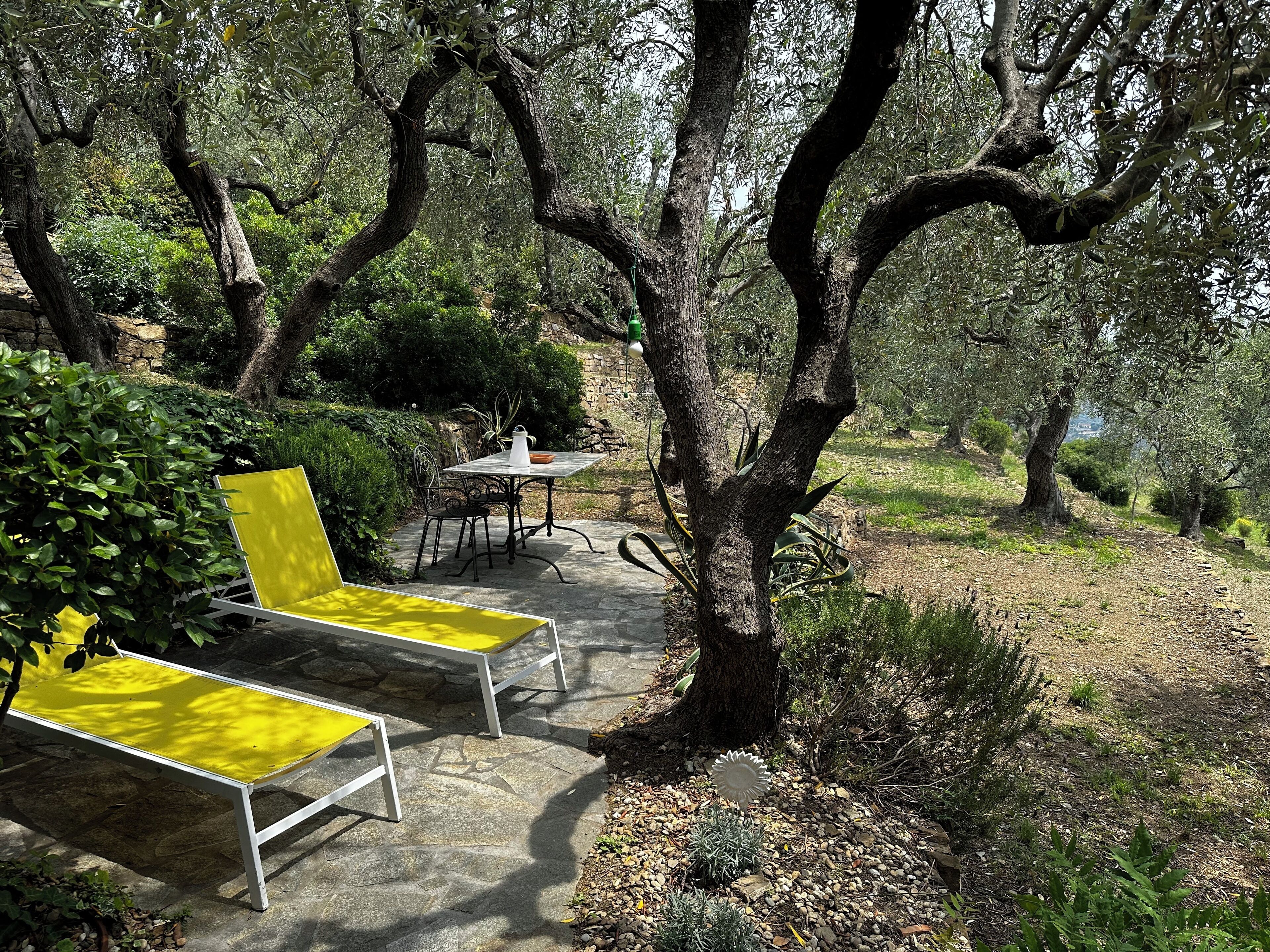 A patio with two yellow chairs and a table, surrounded by olive trees and greenery.