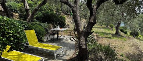 A patio with two yellow chairs and a table, surrounded by olive trees and greenery.