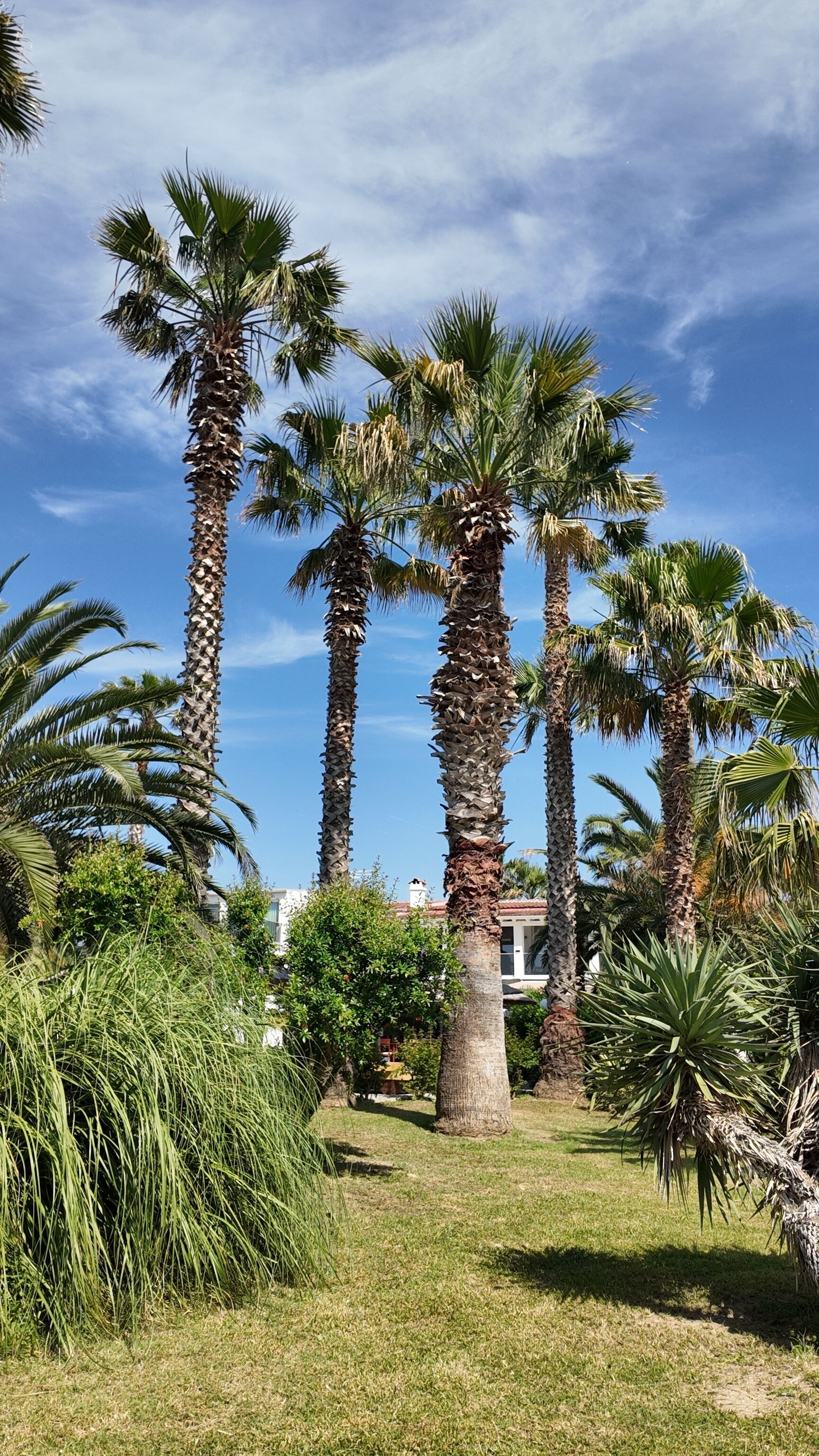 Un giardino con alti alberi di palma e un edificio sullo sfondo.