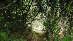 Eine steinerne Treppe, umgeben von dichtem Grün und Bäumen.