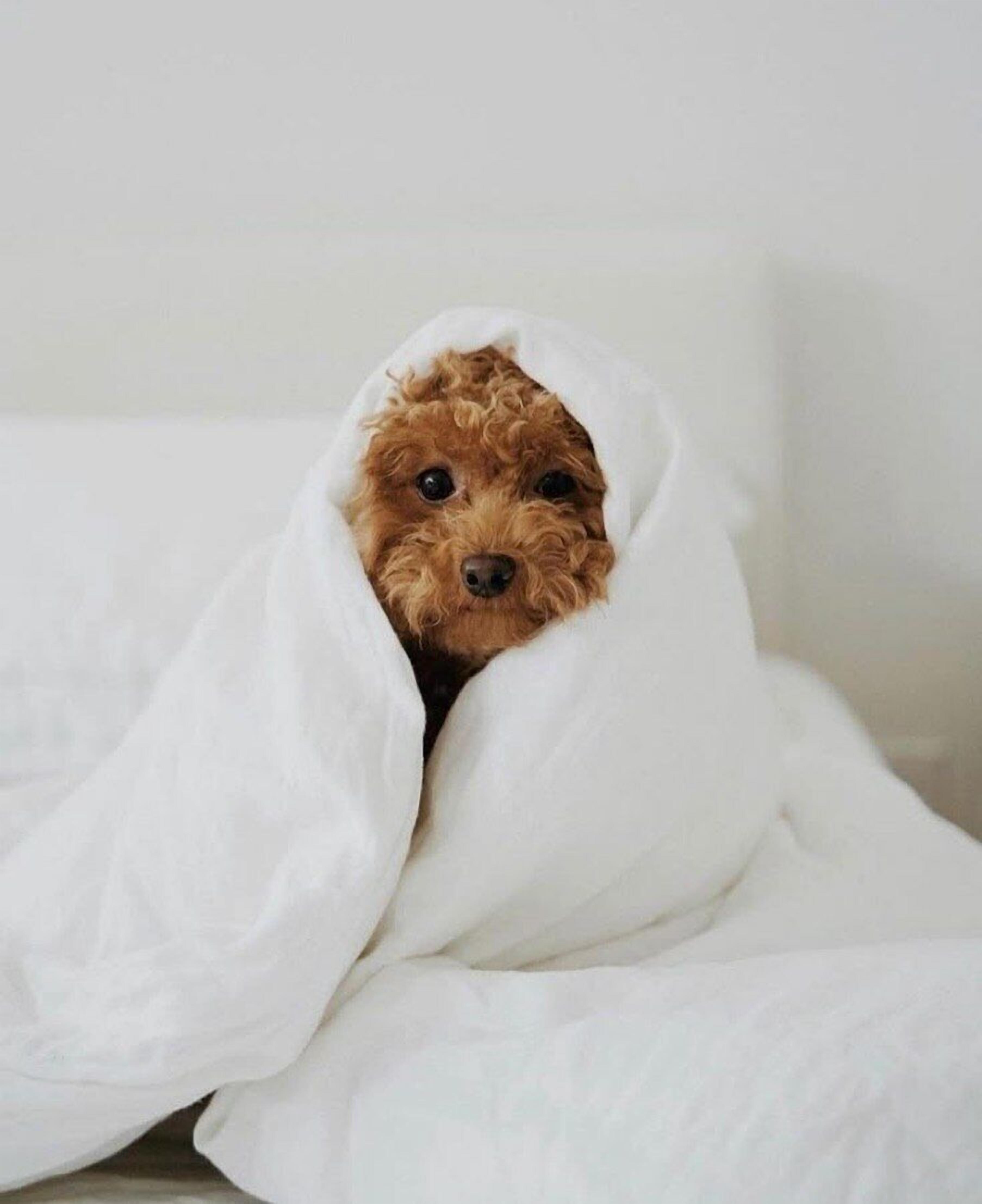 A dog wrapped in a blanket on a bed.