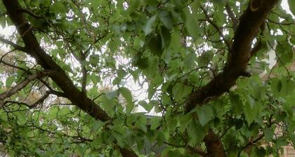 CHESTER COTTAGE, CASTLEMAINE