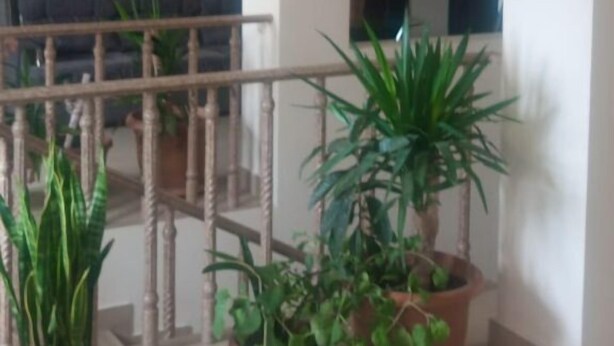 Un vaste espace de vie comprenant un escalier, des plantes en pot et un canapé.