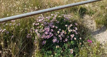 Holiday cottage Les Trembles by the sea Normandy