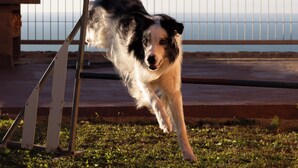 Ein Hund springt vor einem Metallzaun, im Hintergrund ist ein Gewässer zu sehen.