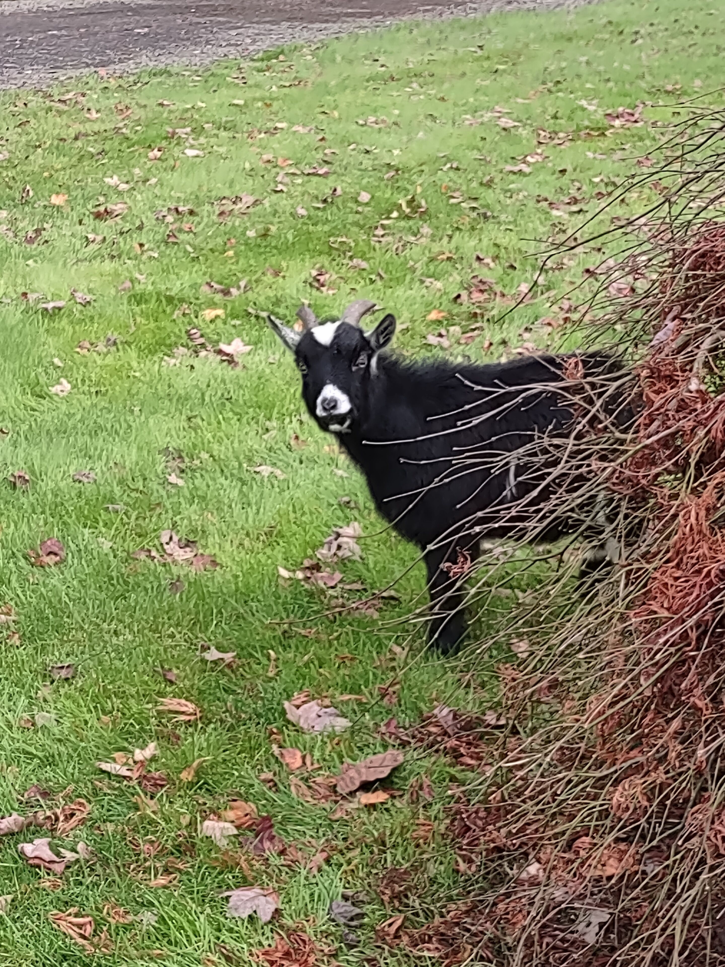 A black and white goat standing on a grassy field with scattered leaves.