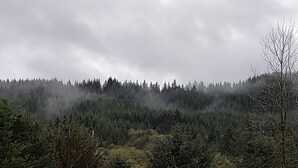 Et skovlandskab med tætte træer og en diset atmosfære.