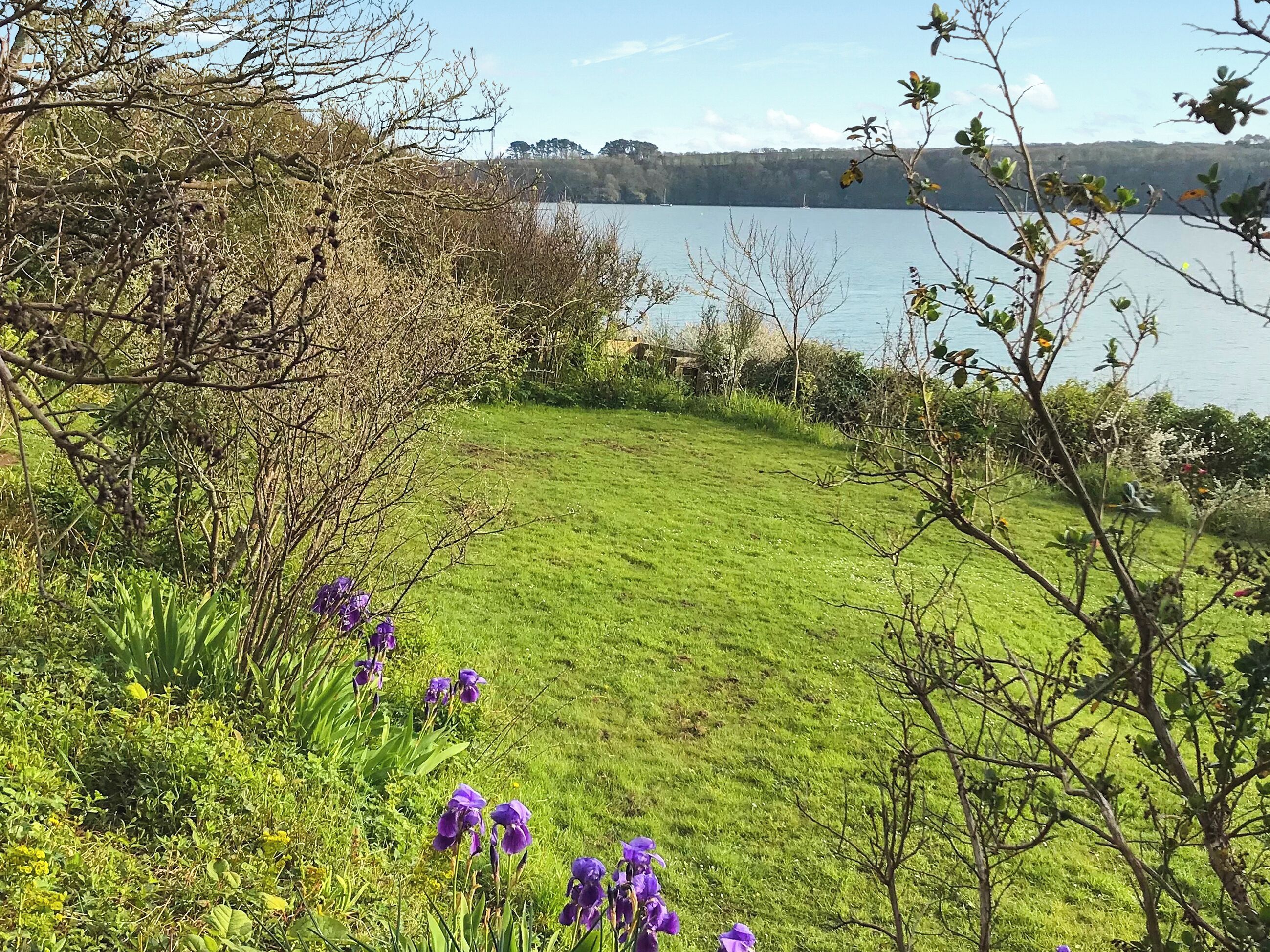En græsbeklædt plads med lilla blomster og en sø i baggrunden.