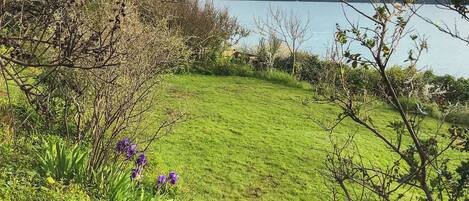 A grassy area with purple flowers and a lake in the background.