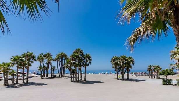 Una playa con palmeras y cielo despejado.