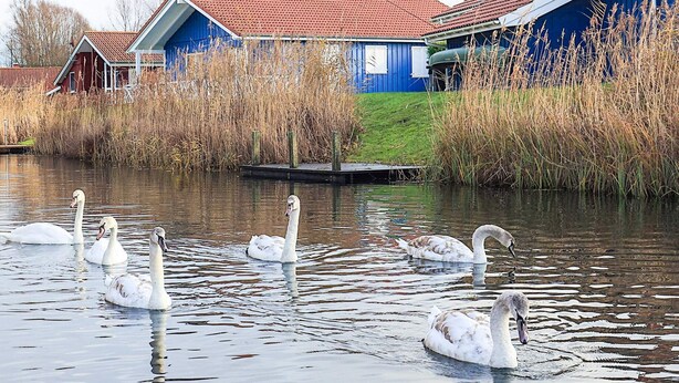 A serene water body with swans, surrounded by a blue house with a red roof and a smaller red house in the background. - 4 Star Holiday Home in Ottendorf (Otterndorf)