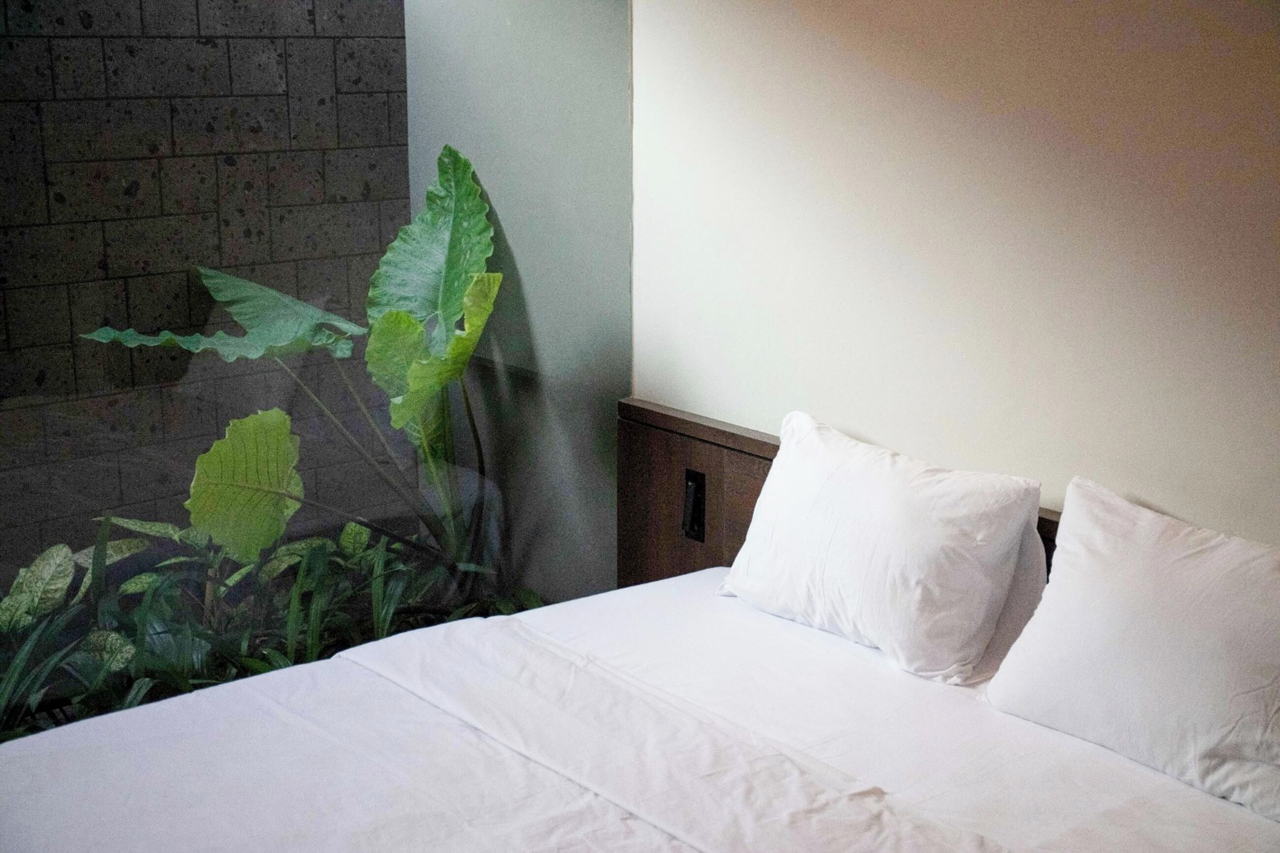 Habitación de hotel con cama, almohadas blancas, cabecera de madera y una planta verde grande.