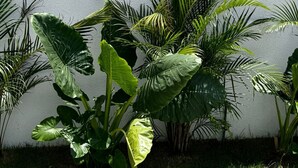 Naamplaatje voor 'Mangas Blue Condominium' met grote groene planten ervoor.