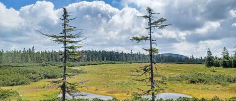 A natural landscape with two prominent trees in the foreground, a grassy field, and a dense forest in the background under a partly cloudy sky.