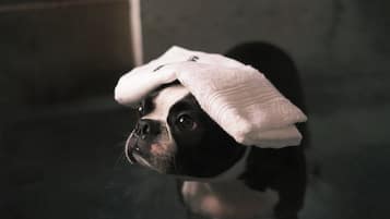 Pet-friendly