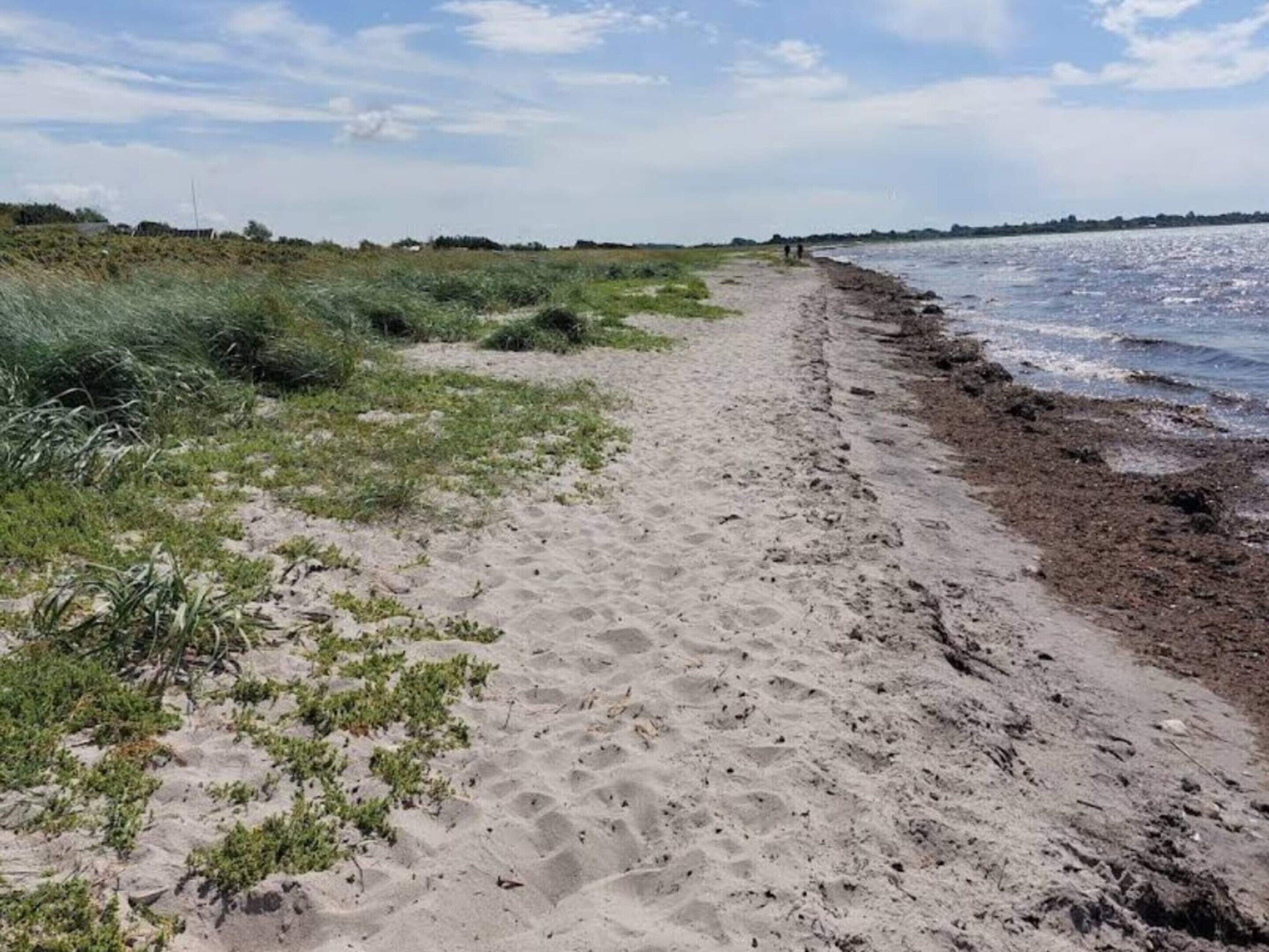 Ein sandiger Strand mit vereinzelter Vegetation und blauem Himmel.