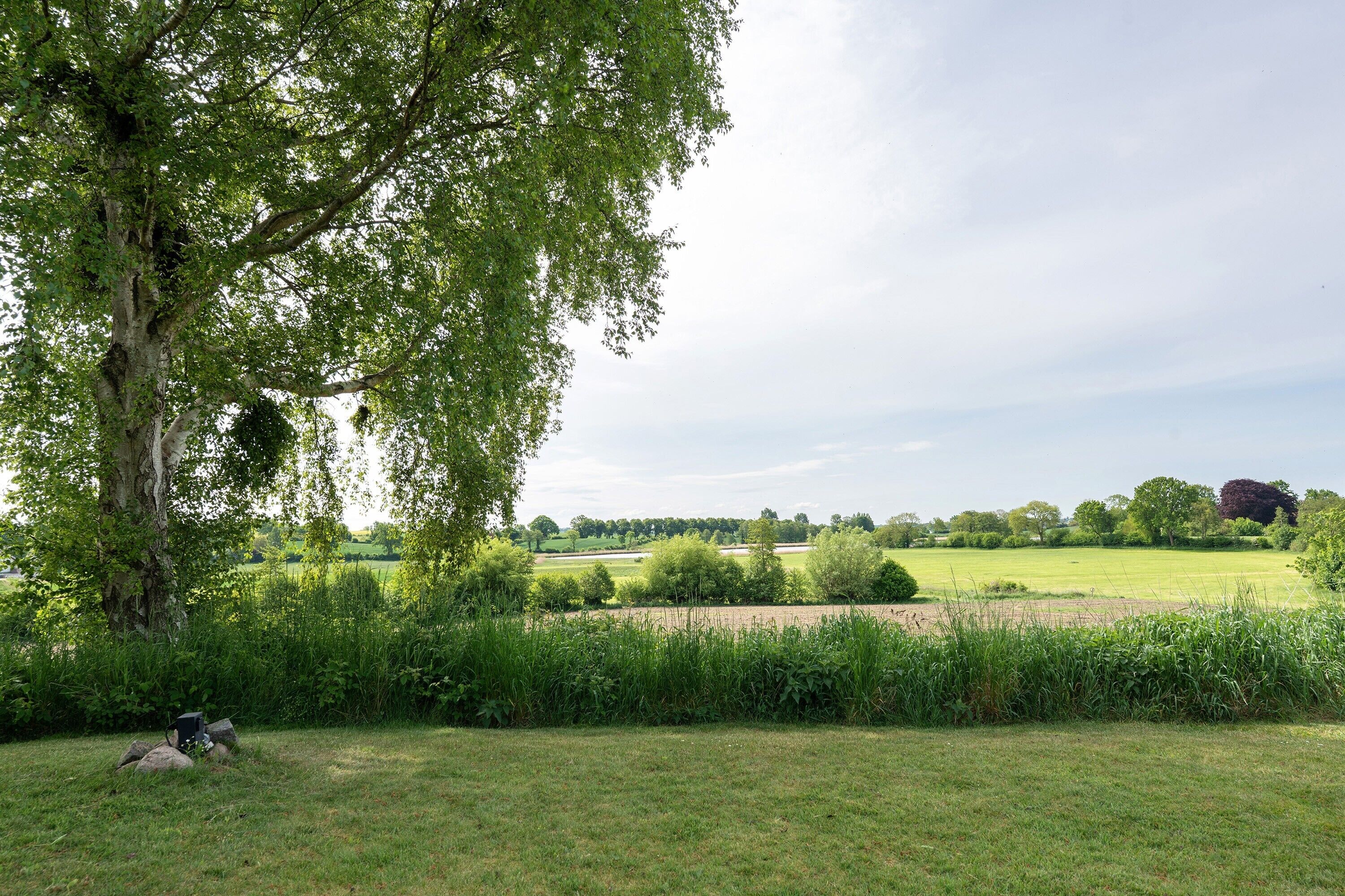 A grassy field with a large tree and a dog in the foreground.