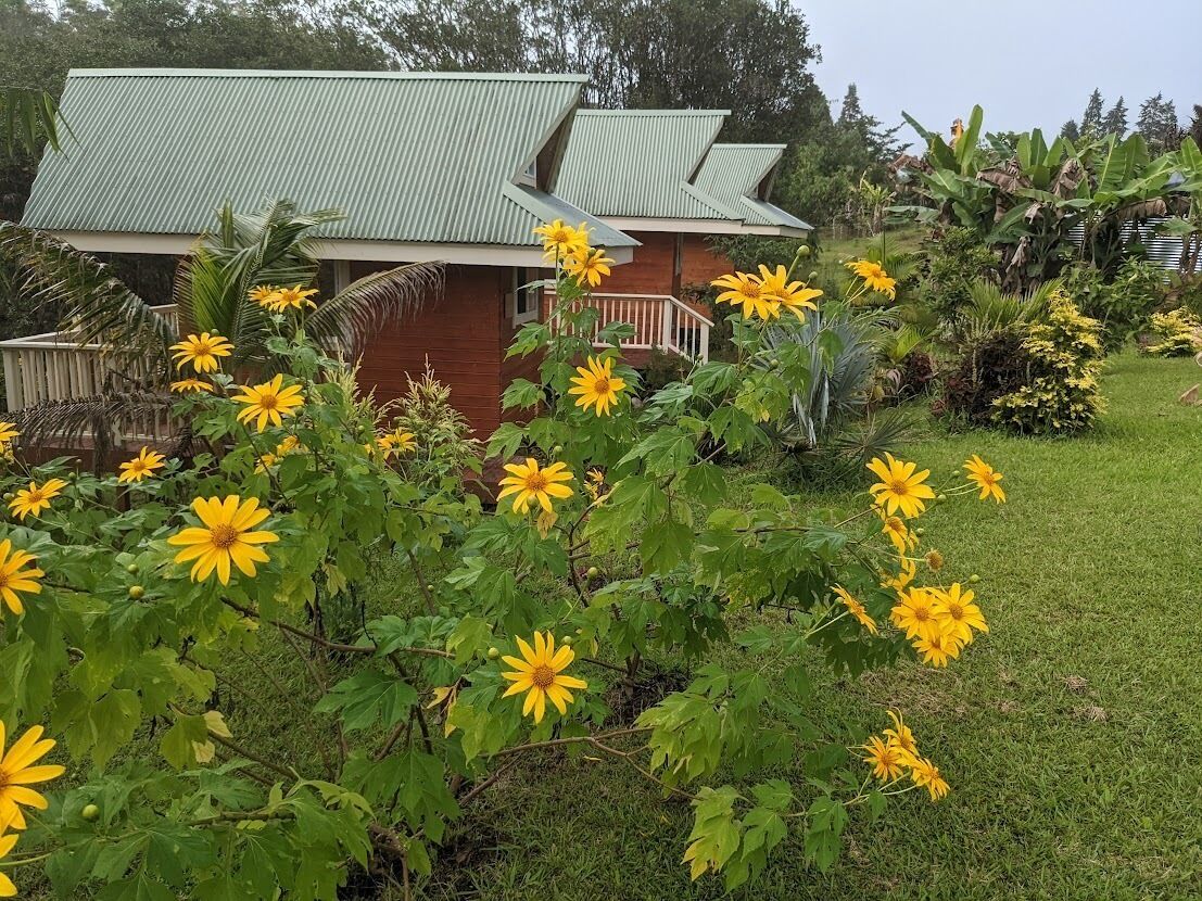 A house with a green roof, surrounded by a garden with yellow flowers and green foliage.