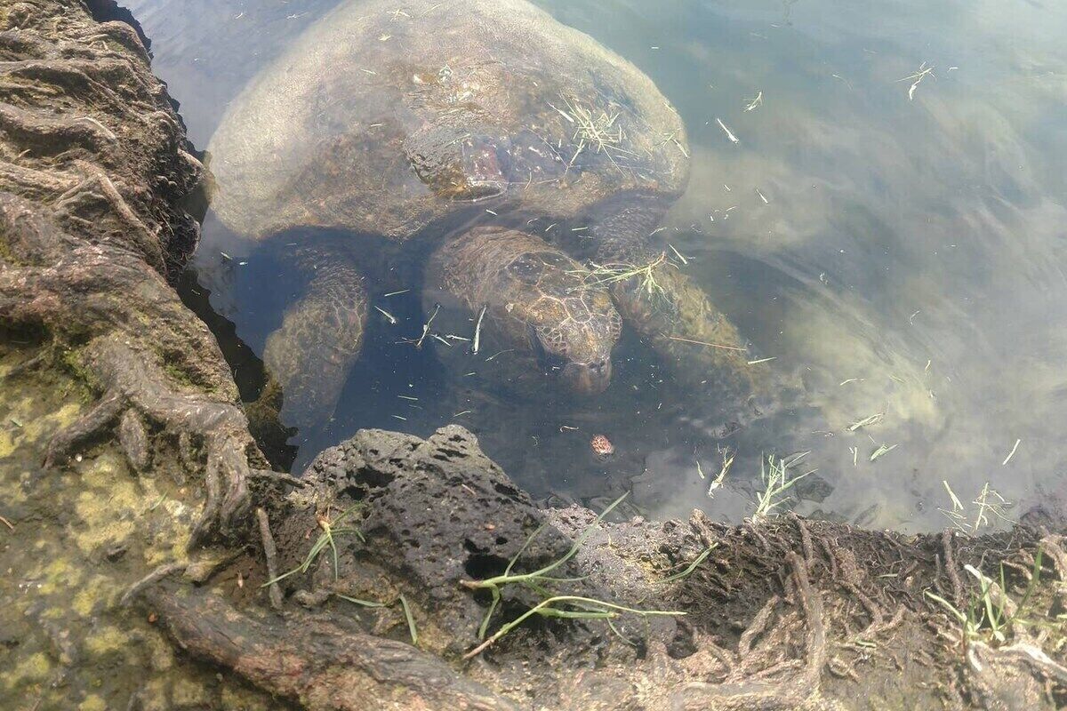 Une tortue, partiellement immergée dans l’eau, est entourée de rochers et de quelques brins d’herbe.