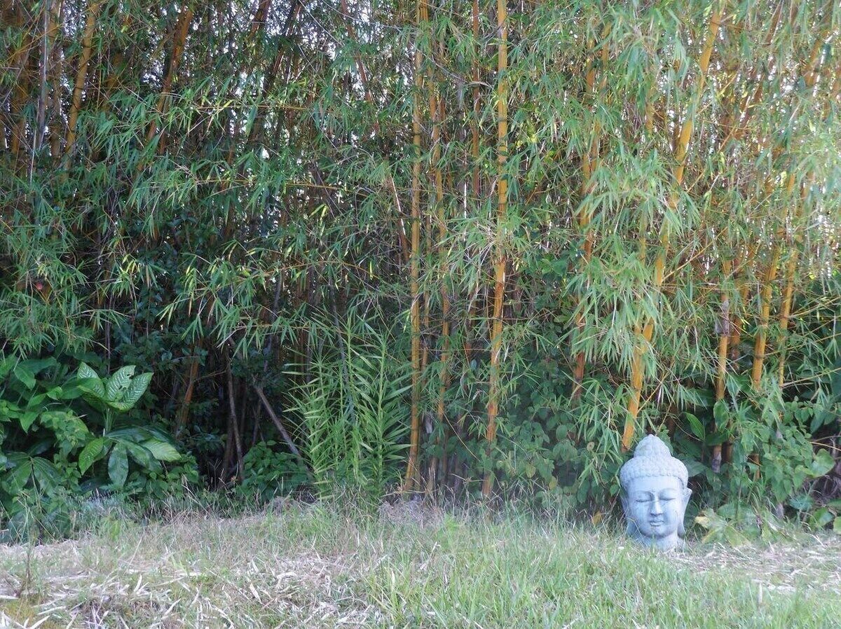 Un espacio exterior tranquilo con plantas de bambú y una estatua de Buda de piedra.