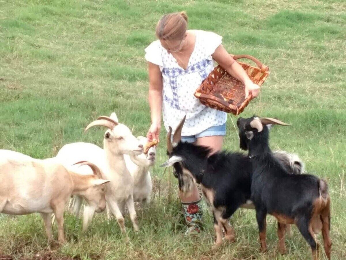 Una persona alimentando cabras en un campo cubierto de hierba.