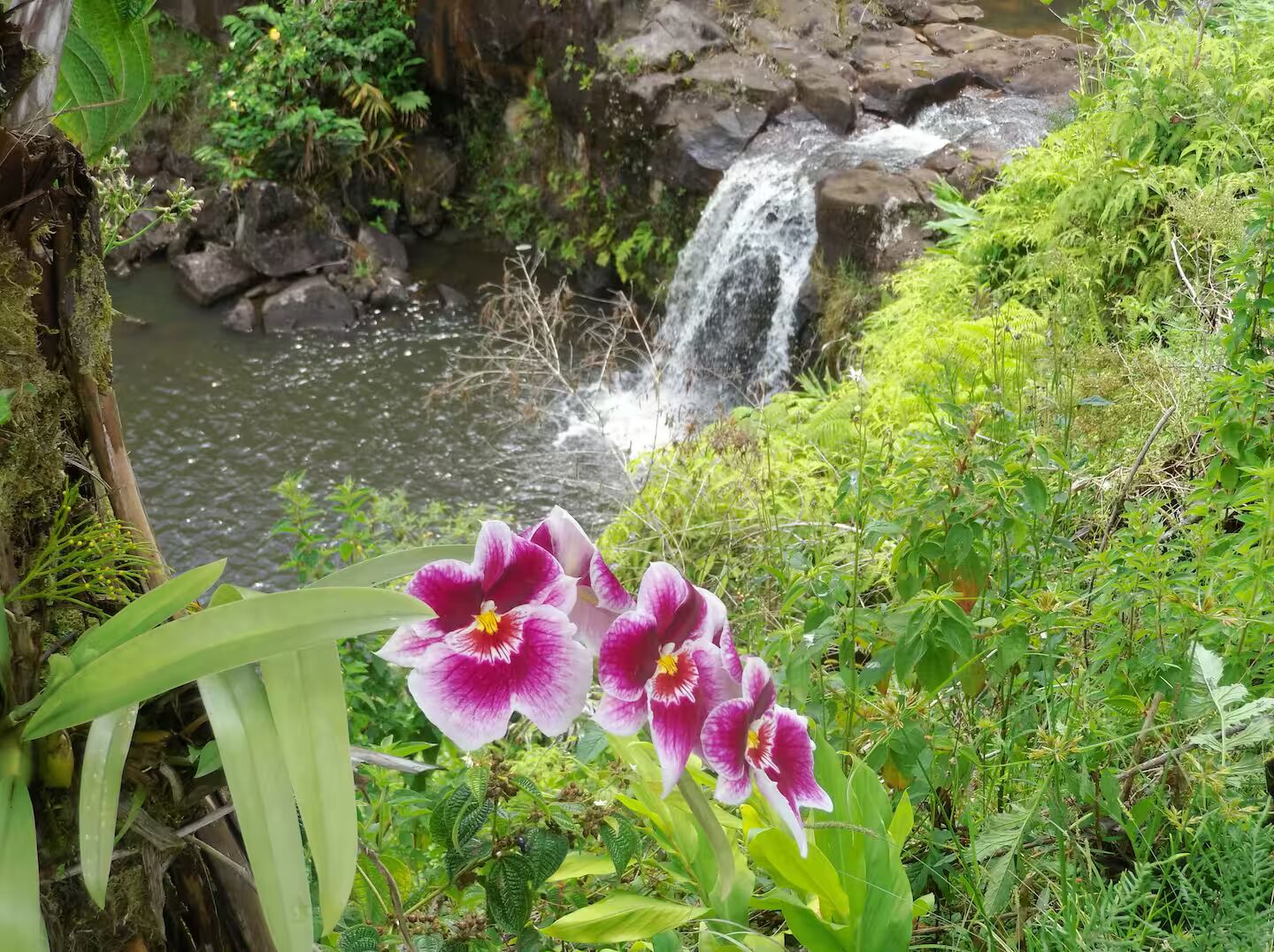 A waterfall in a lush, green environment with orchids in the foreground.