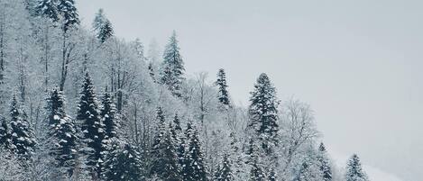 Paisagem coberta de neve com densas árvores perenes.