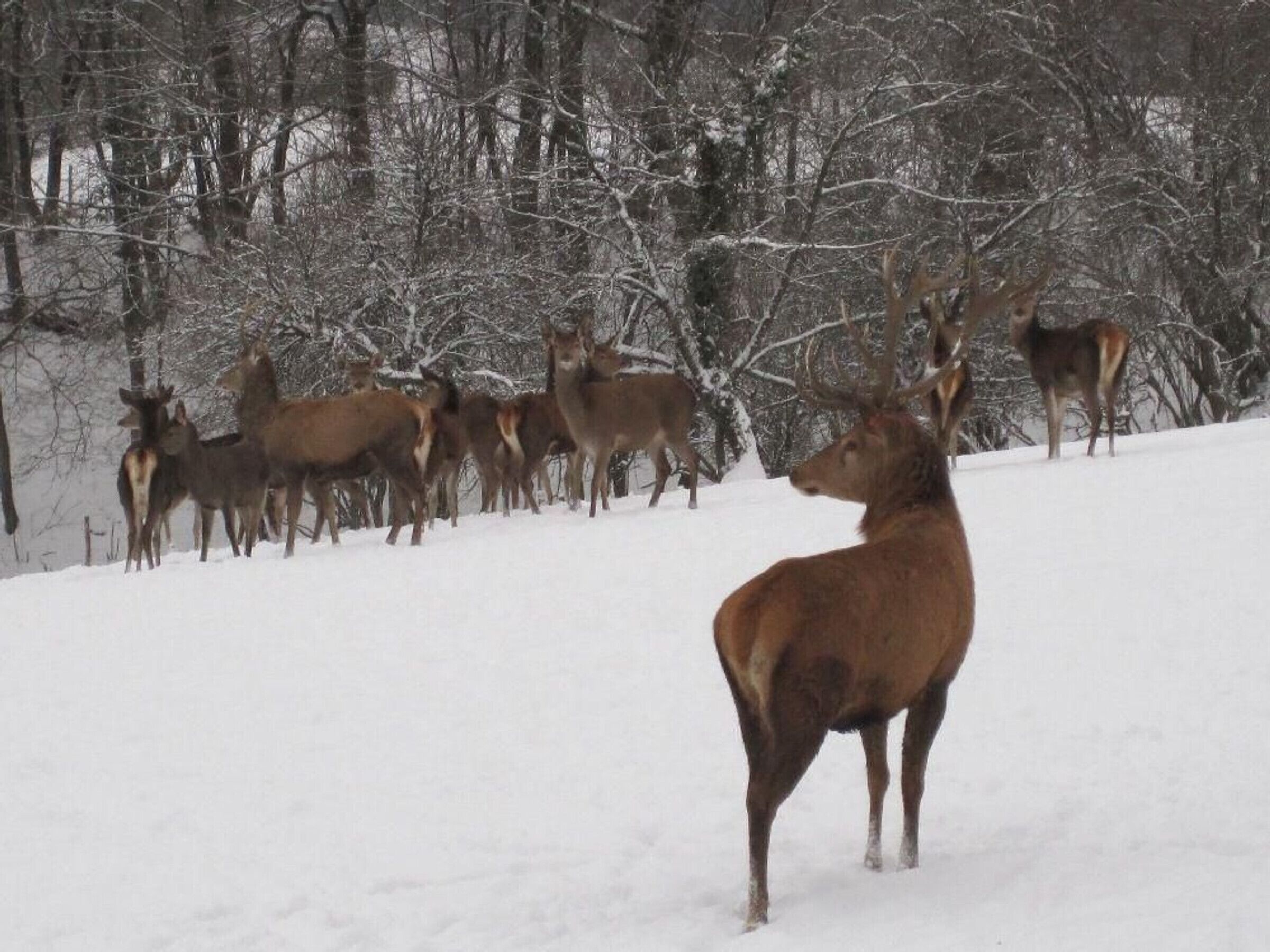 Un groupe de cerfs dans une forêt enneigée.