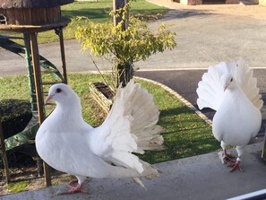 Two white pigeons on a concrete surface with a small tree and a wooden structure in the background. - Charming room for 2 with sauna and bikes in Vyans-le-Val (Vyans-le-Val)