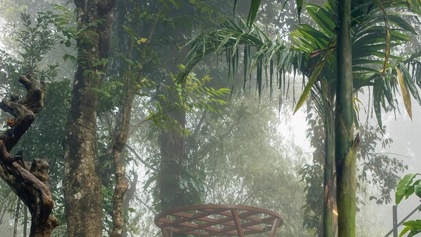 A forest pathway with wooden steps and a wooden structure in the background. - Hunters Hideout Resort (Vythiri)