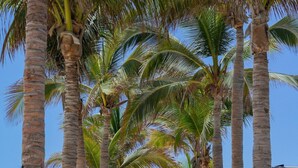 A hammock between palm trees on a beach with a view of the ocean.