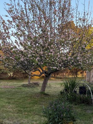 Property grounds - Garden Home in beautiful Fort Bragg (Fort Bragg)