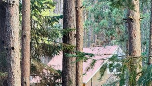 Une forêt avec de grands arbres et, au fond, un bâtiment avec un toit rouge.