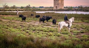 Miscellaneous - COEUR DE CAMARGUE - Terrasse ,  proche de la Plage (Le Grau-du-Roi)