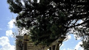 Una estructura de pérgola de madera con un sendero de grava debajo, rodeada de césped verde y árboles.