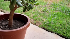 Una planta en test amb un penya-segat de formigó, una zona verda i una paret de maó al fons.