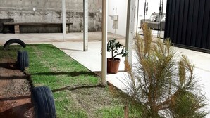 Una zona exterior coberta amb un sòl de formigó, un arbre petit i una planta en test.