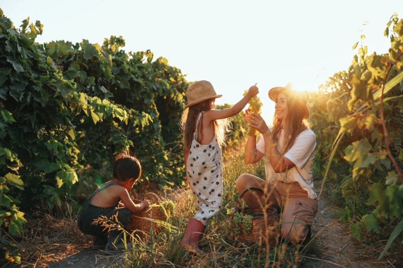 A vineyard with people harvesting grapes.