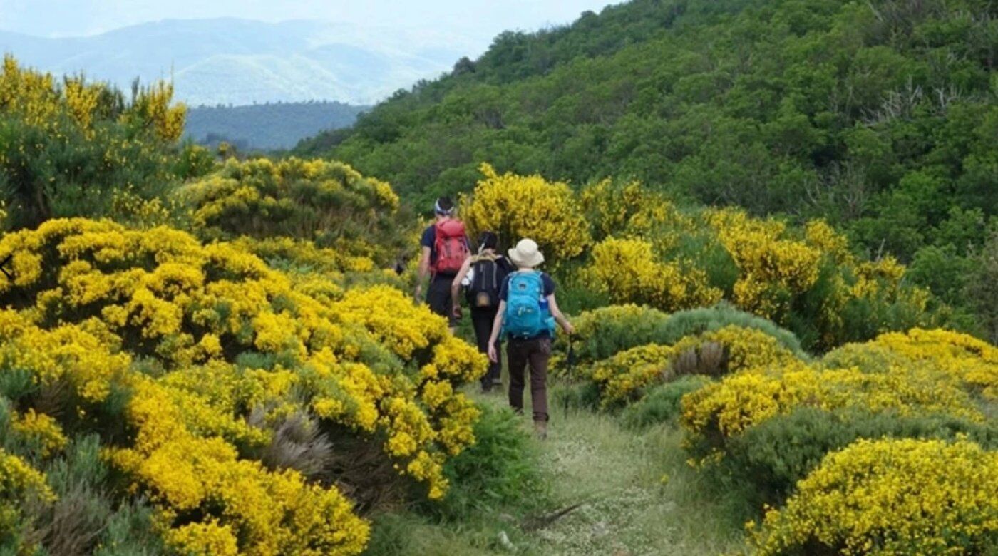 Un groupe de personnes fait une randonnée dans un paysage naturel, traversant des arbustes aux fleurs jaunes et des arbres verdoyants.
