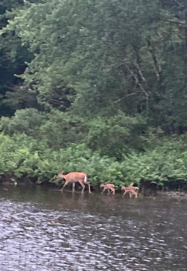 En flodbank med en grupp rådjur.