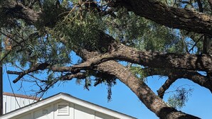 A building with a white exterior and a colorful mural. There are outdoor chairs and a hose near the building. - The Half Pint - Pet Friendly for 1 Pet Only (Abilene)