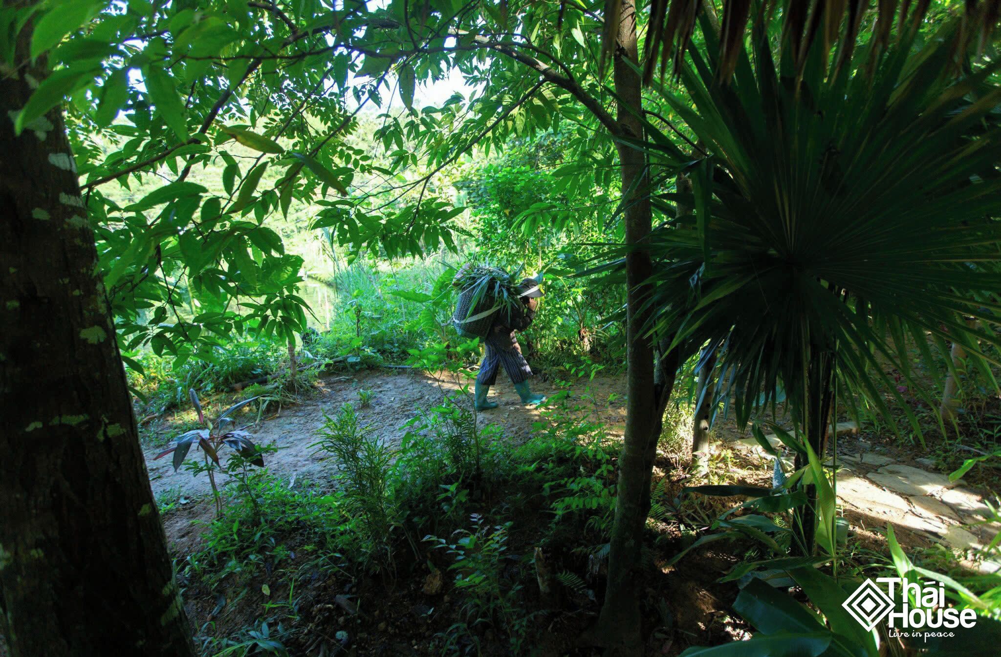 A person walking through a forested area with dense foliage and a dirt path.