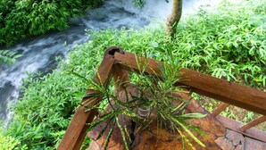 A wooden bench with a plant in front of a flowing stream surrounded by lush greenery. - Thai House Pu Luong (Co Lung)
