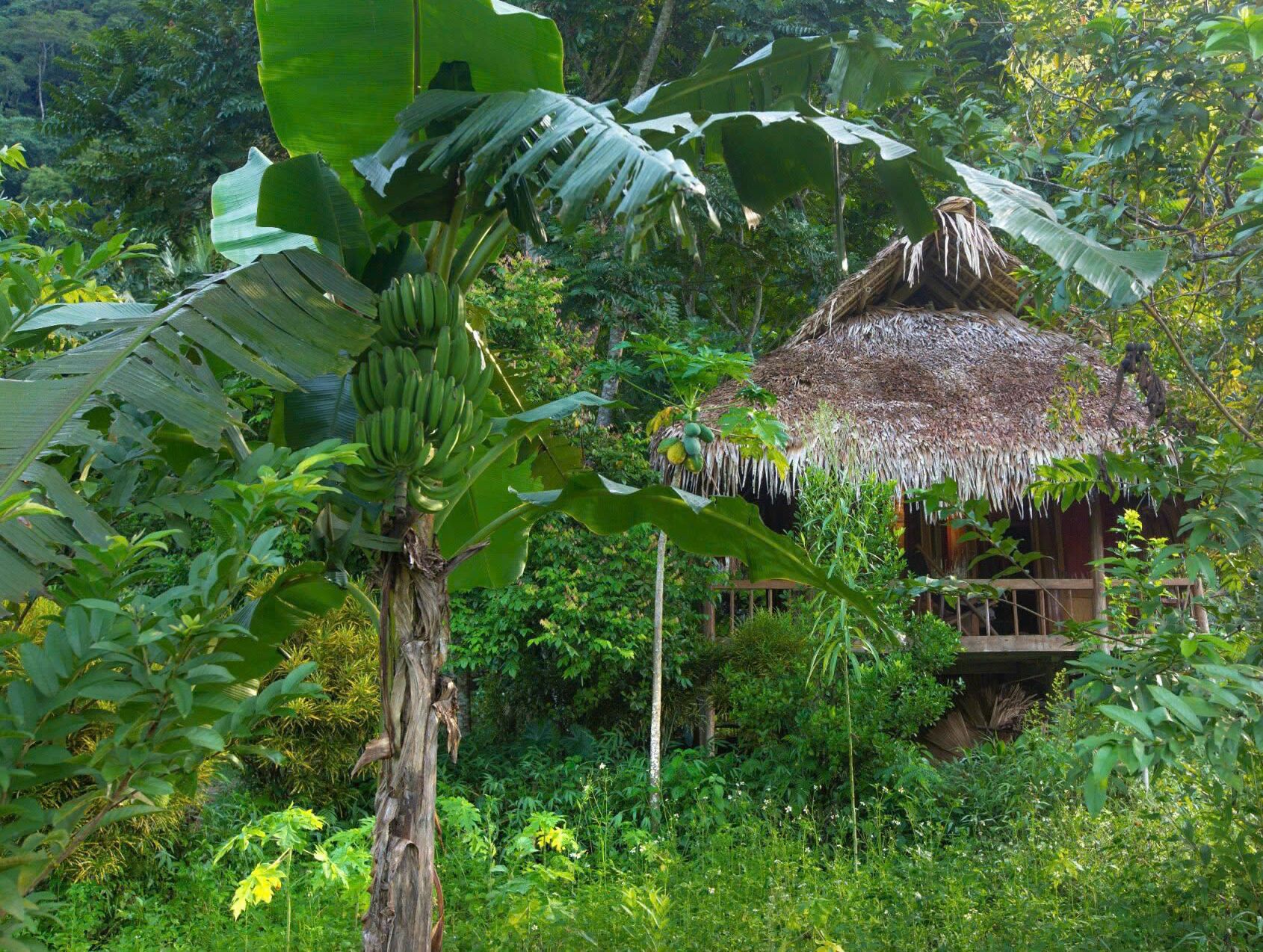 A rustic hut with a thatched roof surrounded by lush greenery and banana trees.