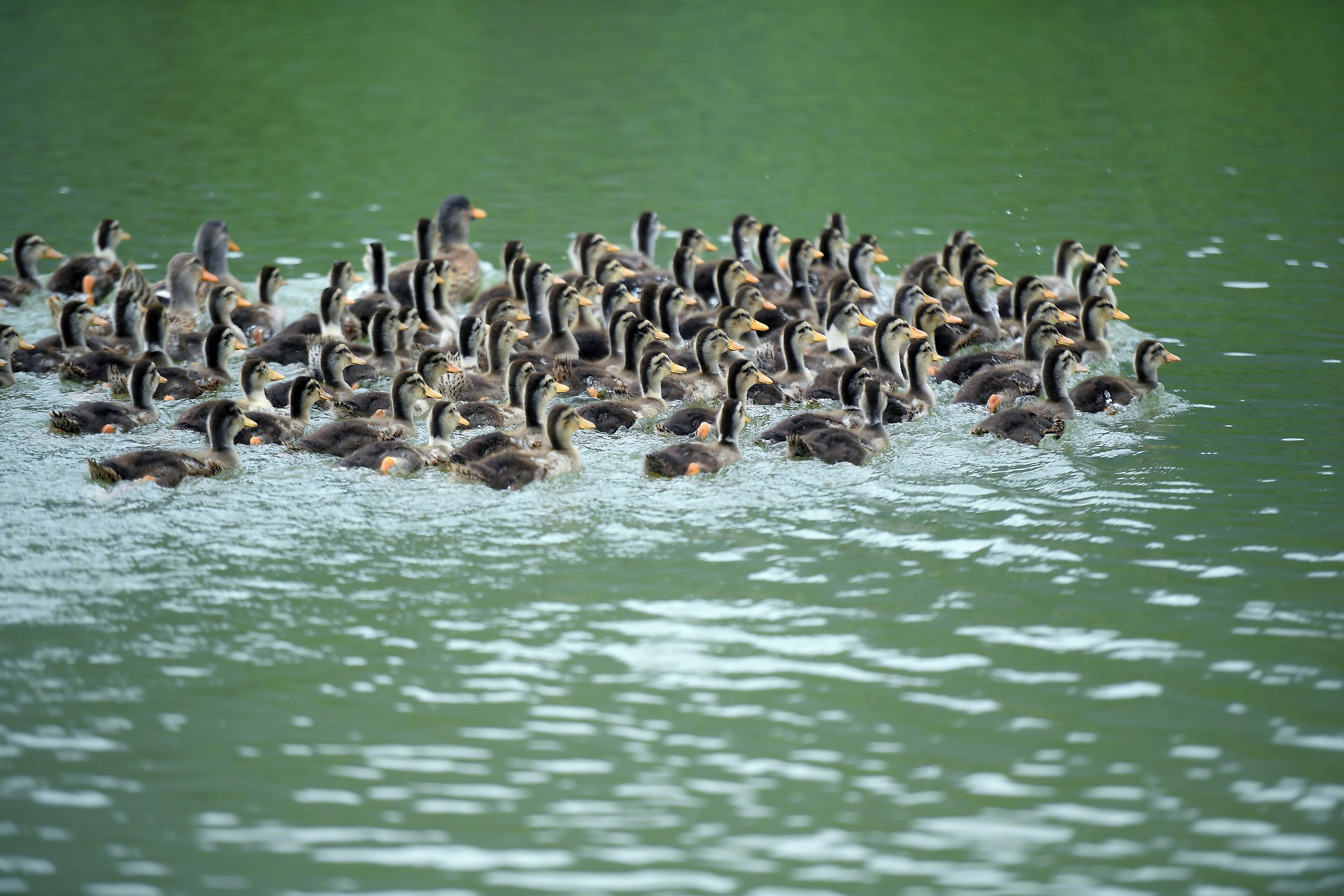 Un grupo numeroso de patos nadando en un cuerpo de agua.